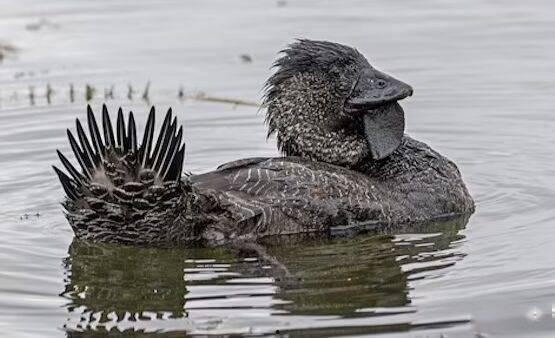 鸭子变成人类视频大全,鸭子变人类视频大盘点