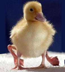 鸭子变成人类视频大全,鸭子变人类视频大盘点